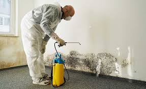 Why You Should Choose Our Mold Remediation Services in Bonita, CA